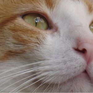 $8 - Single Brain Cell - Unlisted Item